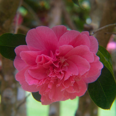Camellia 'Autumn Spirit'
