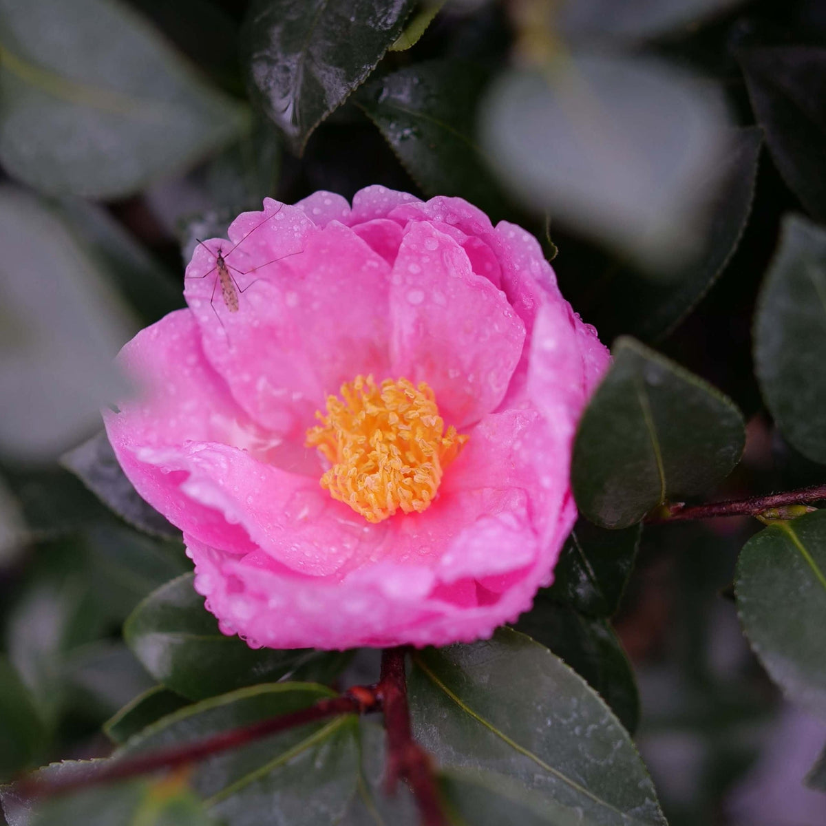 Camellia with mauve-pink anemone-form flowers with golden centers (view 2)
