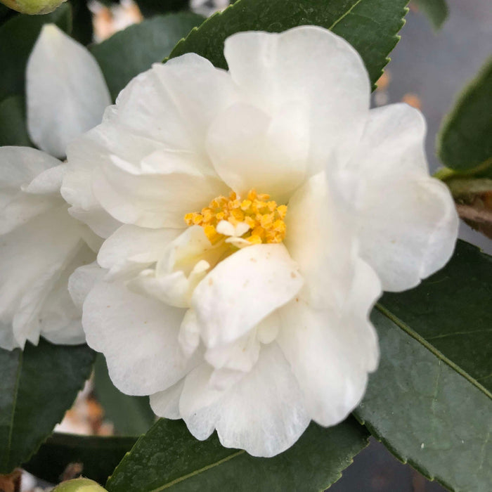 Camellia 'Double White'