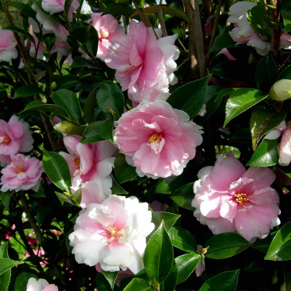 Camellia with semi-double rose-pink flowers and glossy dark green leaves