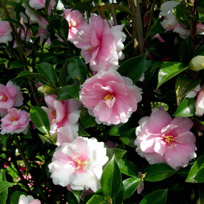 Camellia 'Dream Weaver'