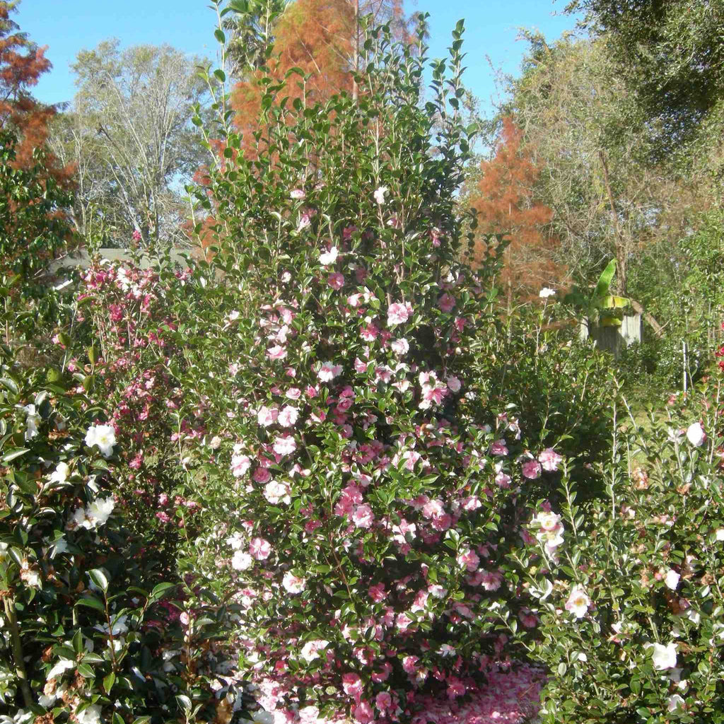 Camellia with semi-double rose-pink flowers and glossy dark green leaves (view 2)