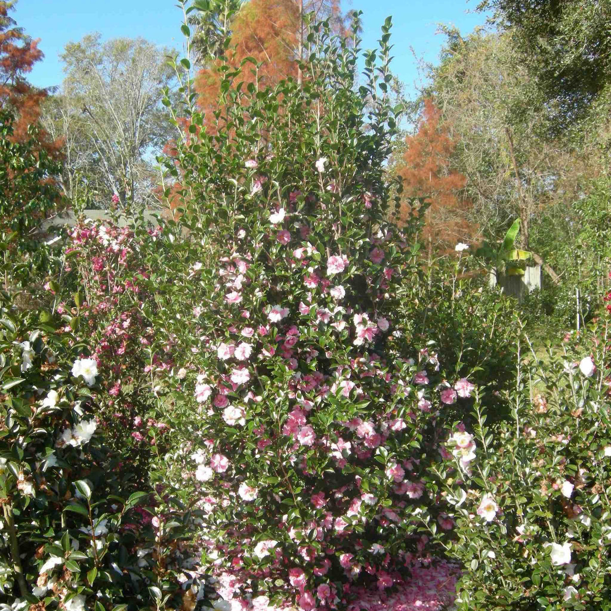 Camellia with semi-double rose-pink flowers and glossy dark green leaves (view 2)