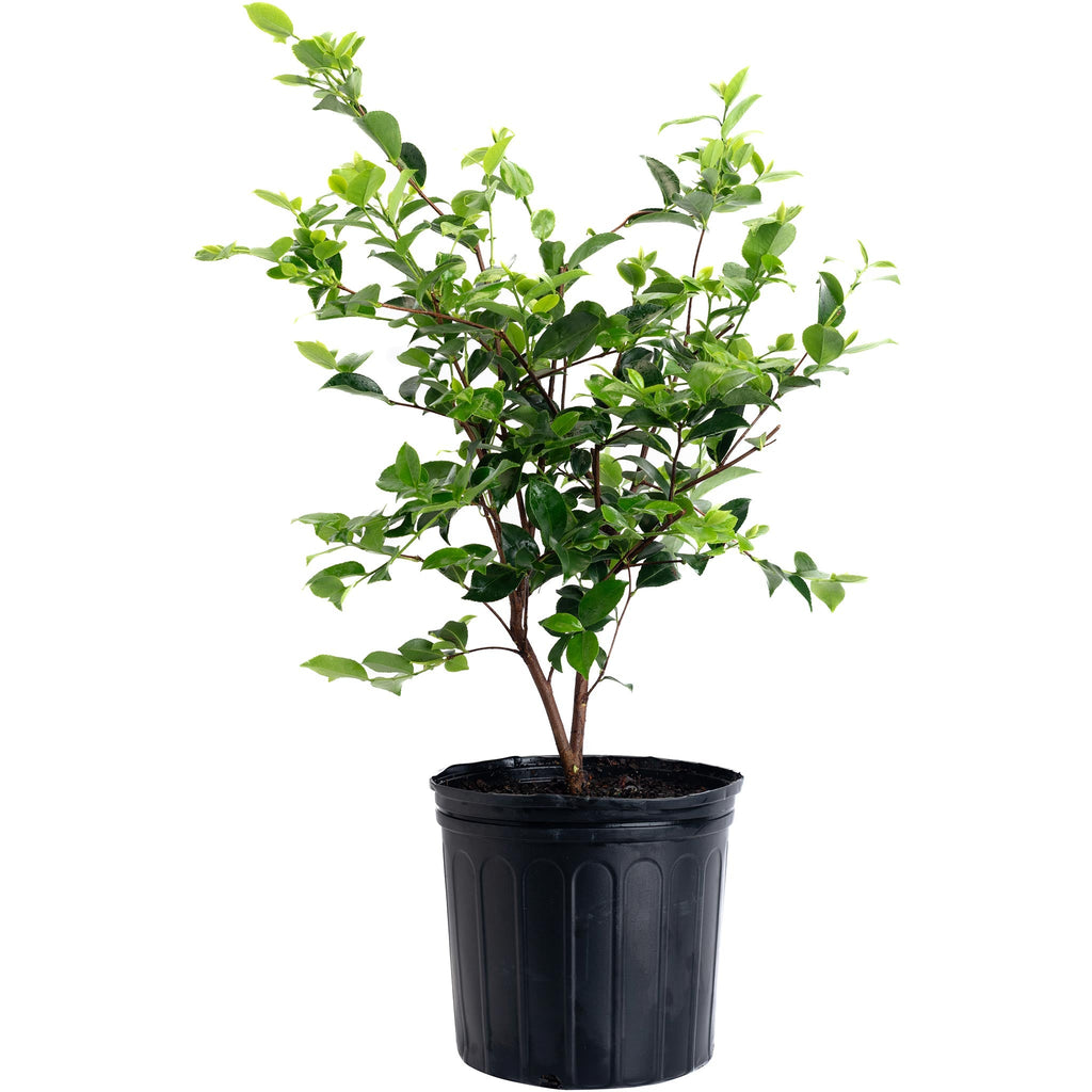 Camellia with semi-double rose-pink flowers and glossy dark green leaves (view 3)