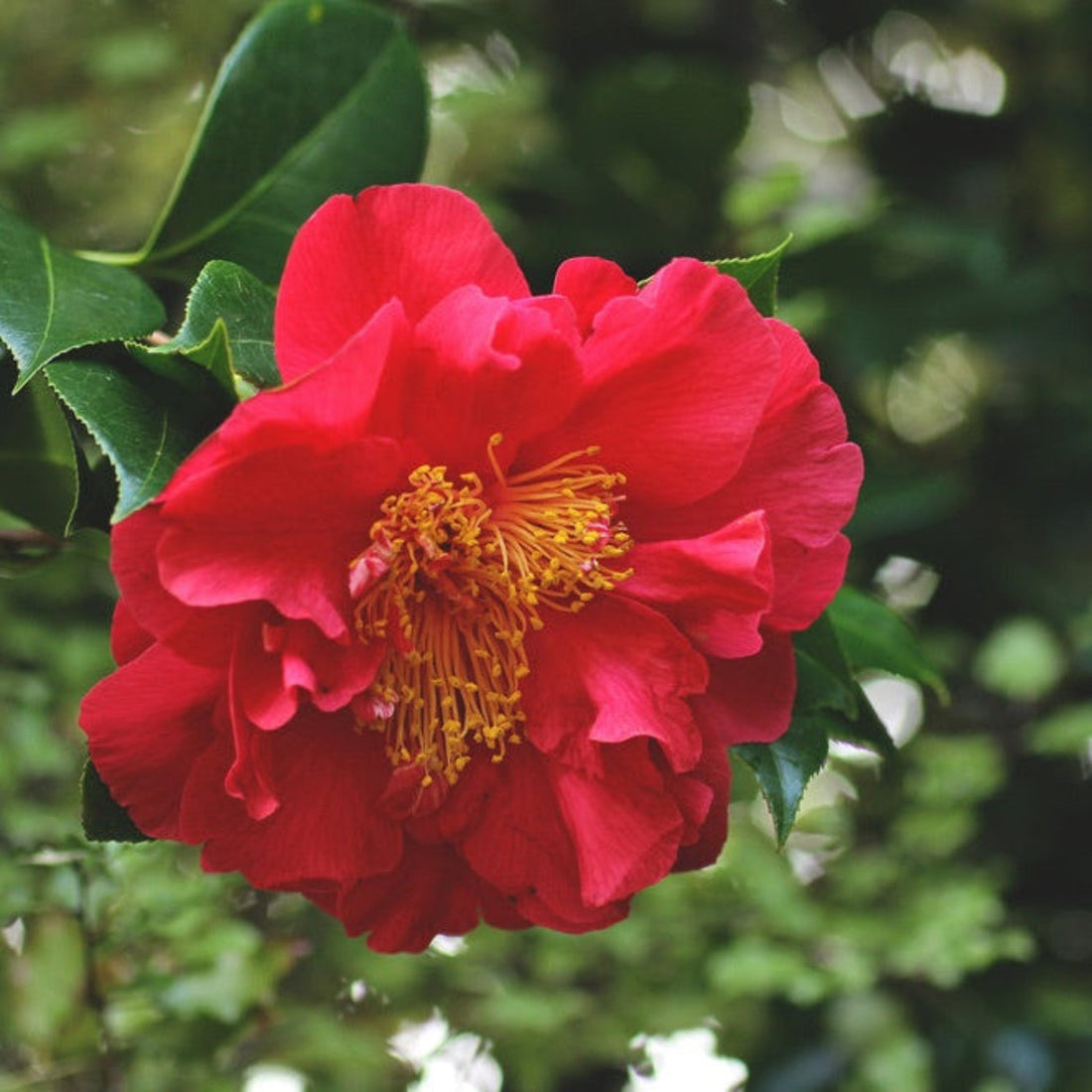 Japanese Camellia