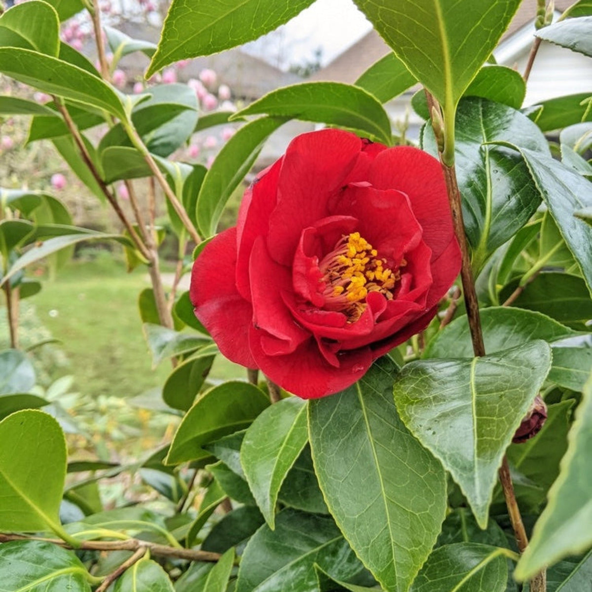 Camellia shrub with glossy dark green leaves and deep red flowers (view 2)