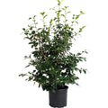 Camellia shrub with glossy dark green leaves and deep red flowers (view 3)