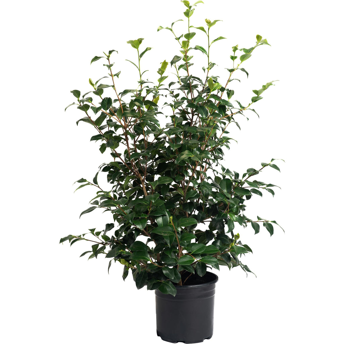 Camellia shrub with glossy dark green leaves and deep red flowers (view 3)