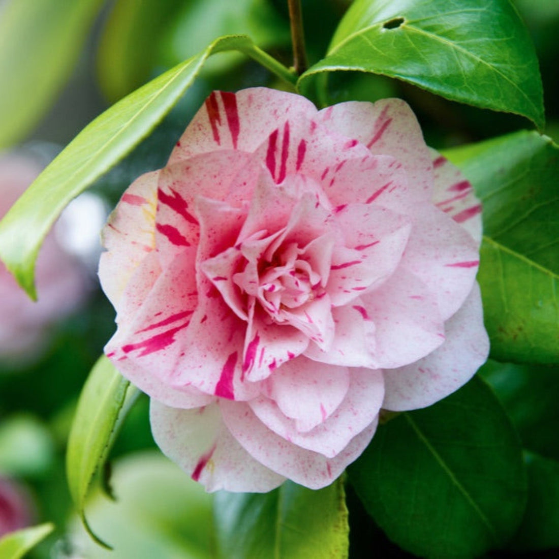 Japanese Camellia