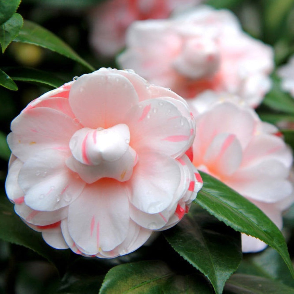 Camellia with white double flowers streaked and flecked with red (view 2)