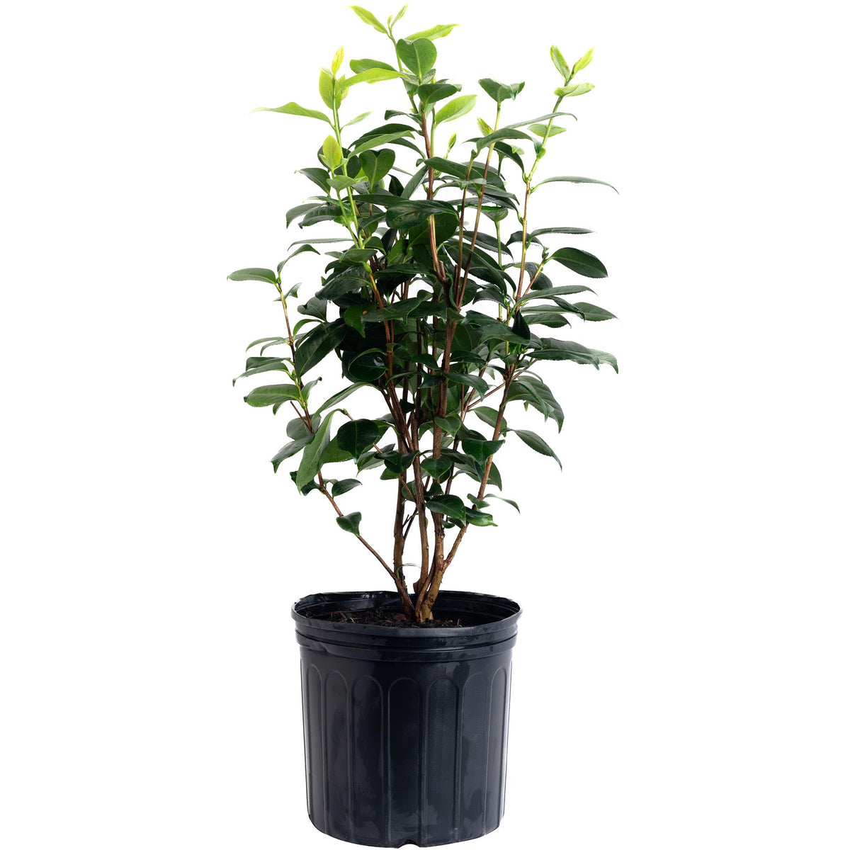 Camellia with white double flowers streaked and flecked with red (view 3)