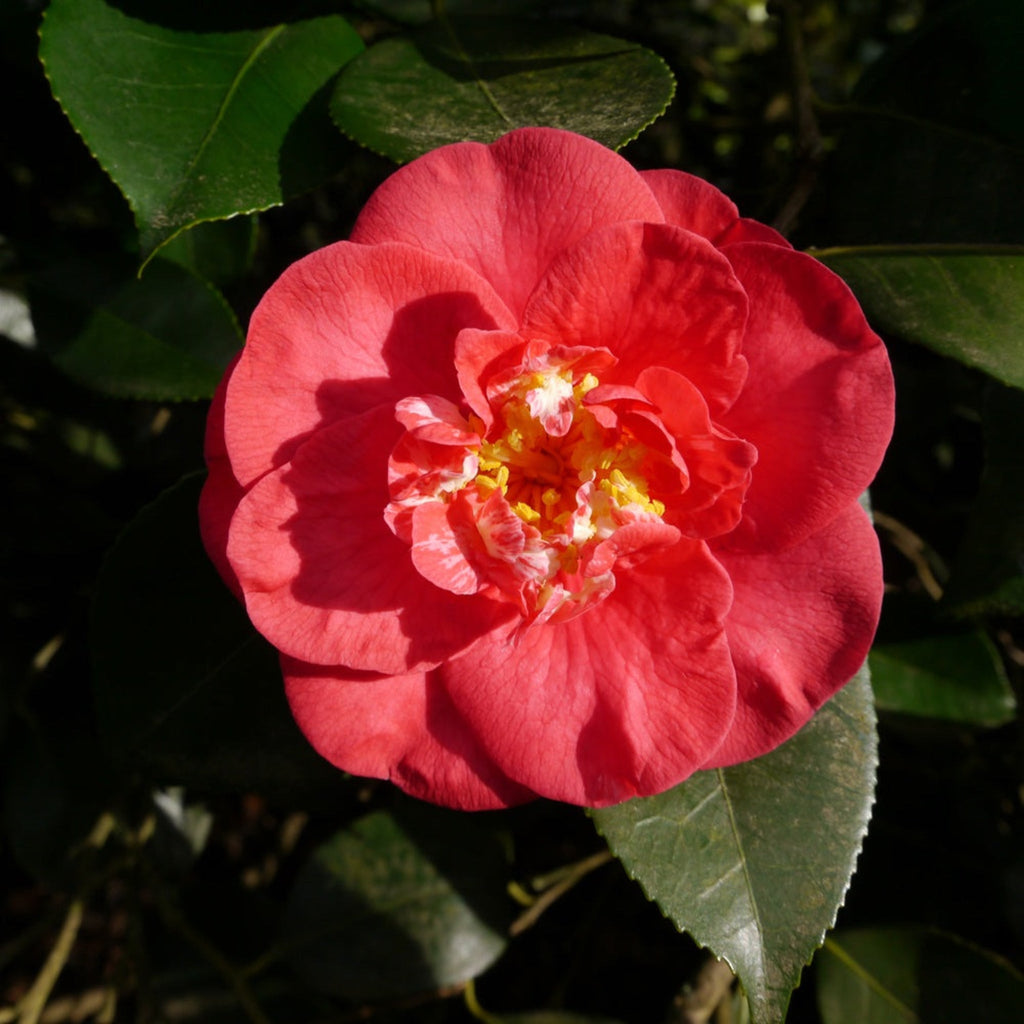Camellia with large rose-pink flowers with gold stamens