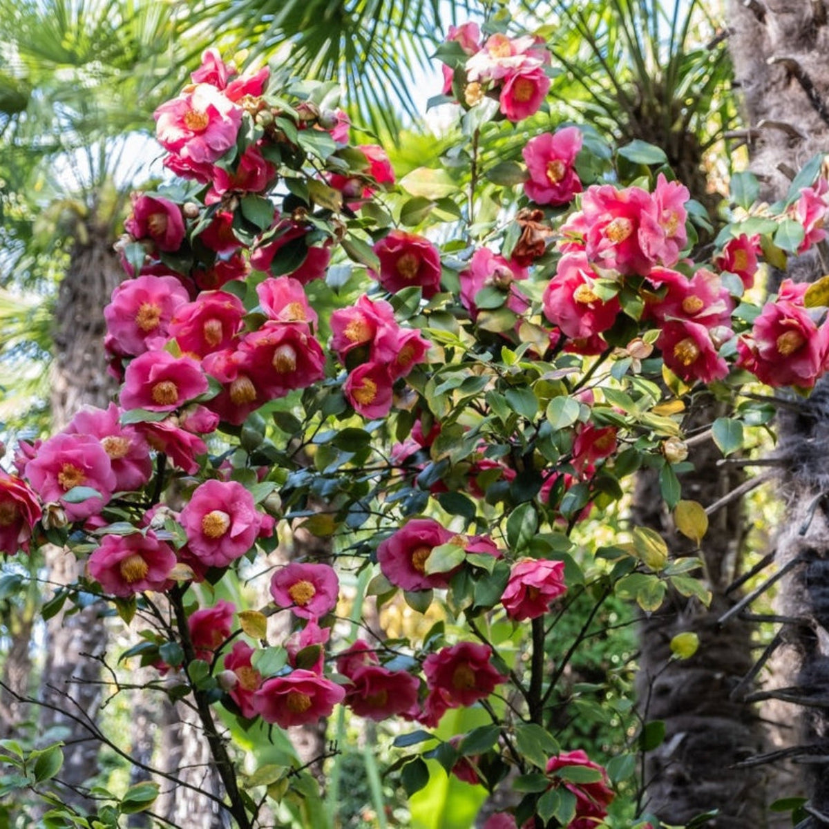 Camellia with large rose-pink flowers with gold stamens (view 2)