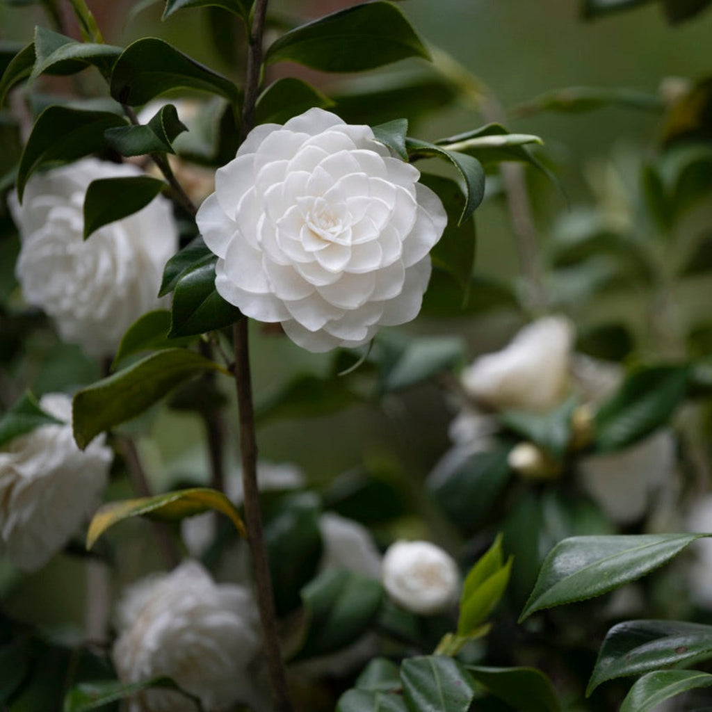 Camellia with fully double white flowers and glossy dark leaves