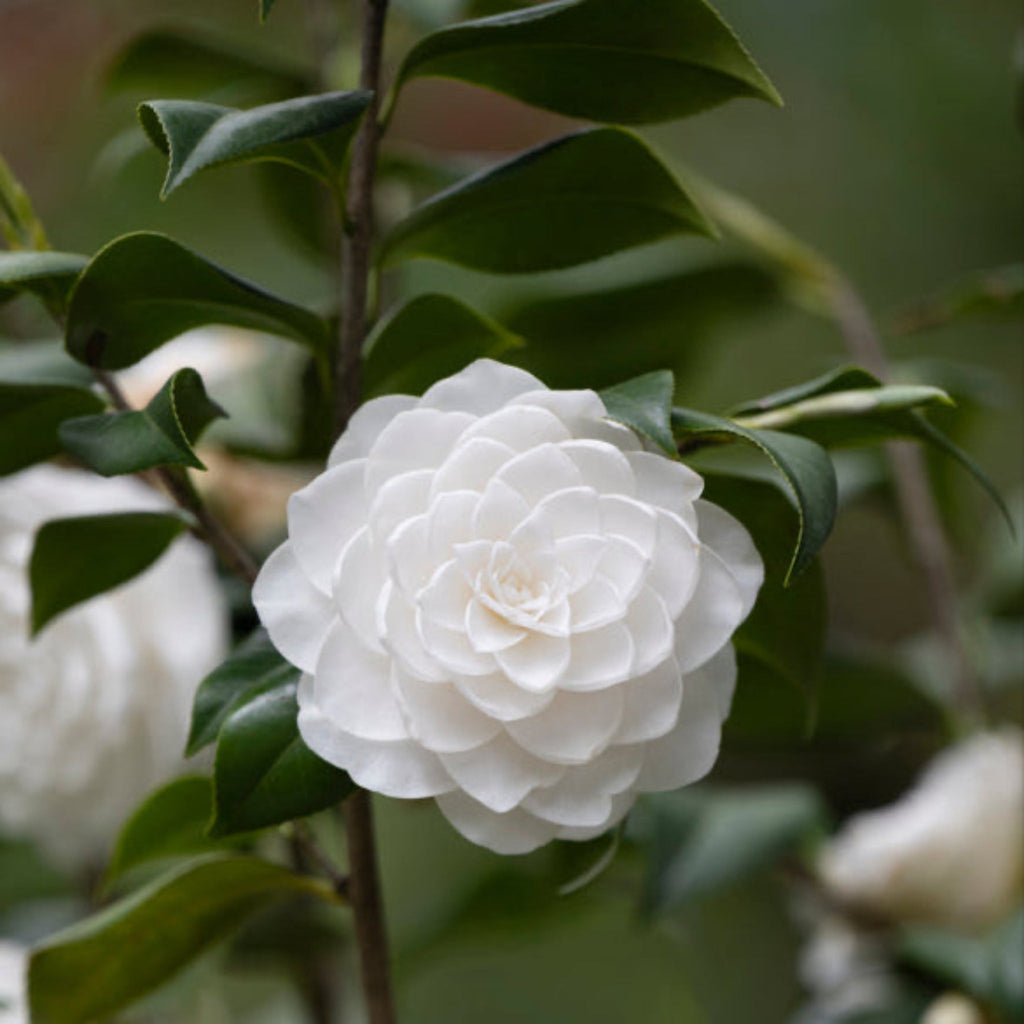 Camellia with fully double white flowers and glossy dark leaves (view 2)