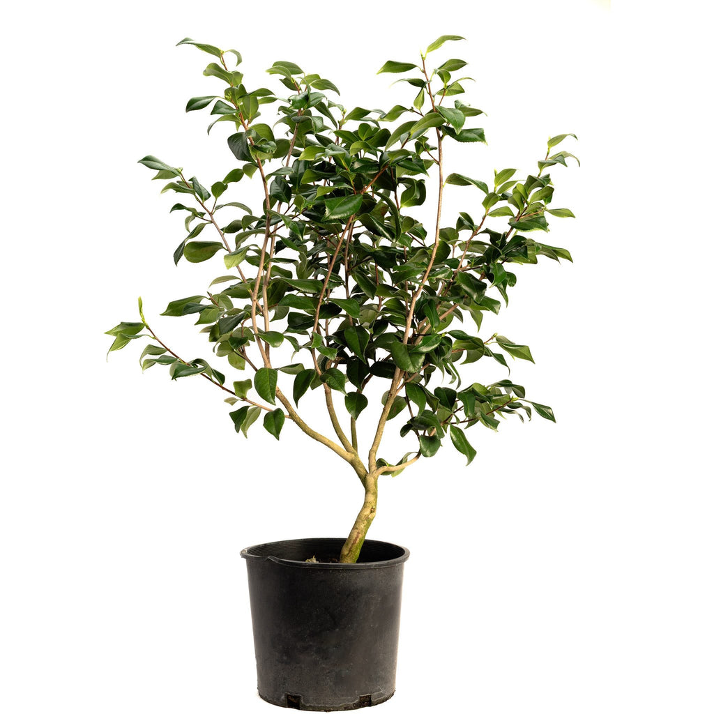 Camellia with fully double white flowers and glossy dark leaves (view 3)