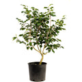 Camellia with fully double white flowers and glossy dark leaves (view 3)