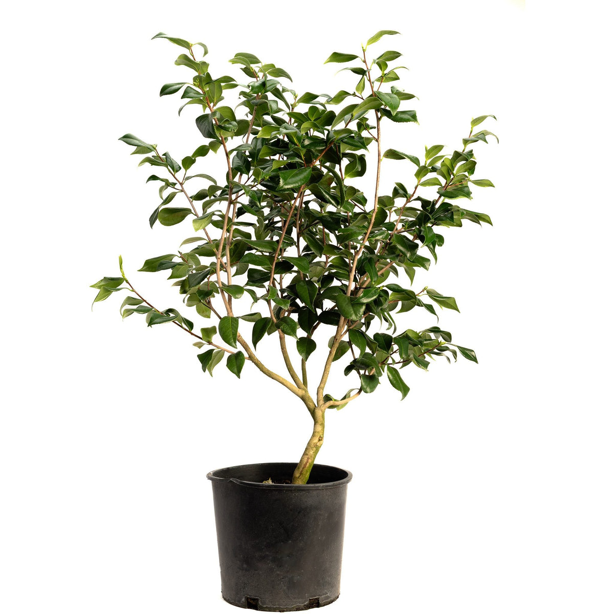Camellia with fully double white flowers and glossy dark leaves (view 3)