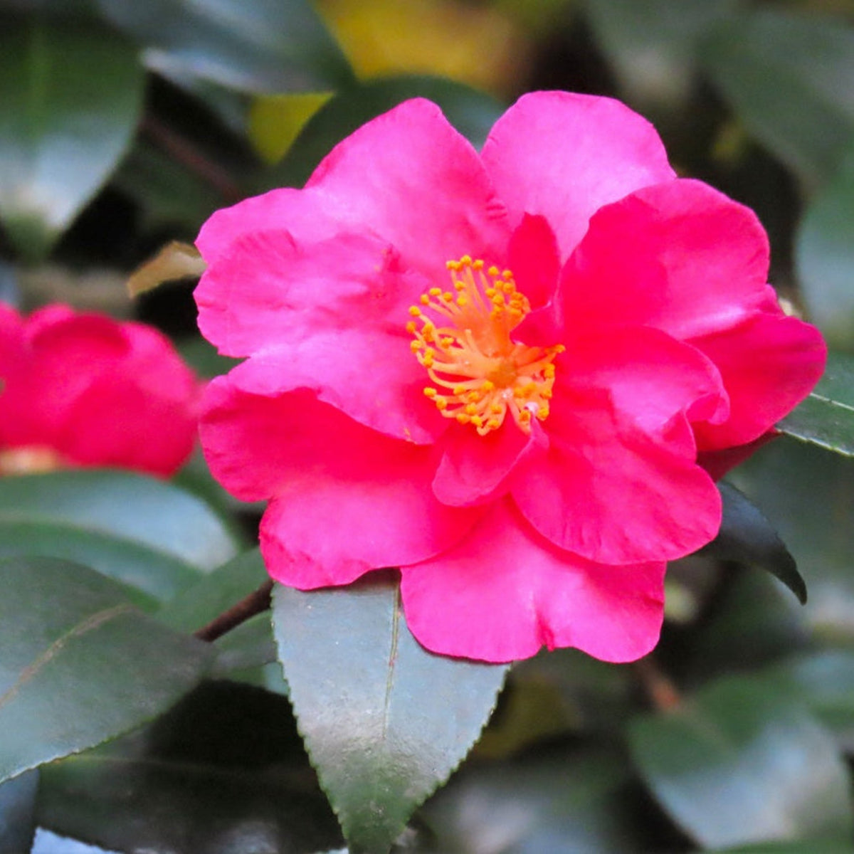 Low camellia with semi-double hot pink flowers and glossy leaves
