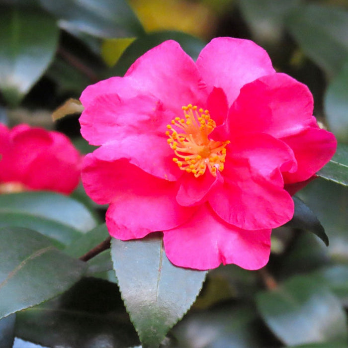 Camellia 'Shishi Gashira'