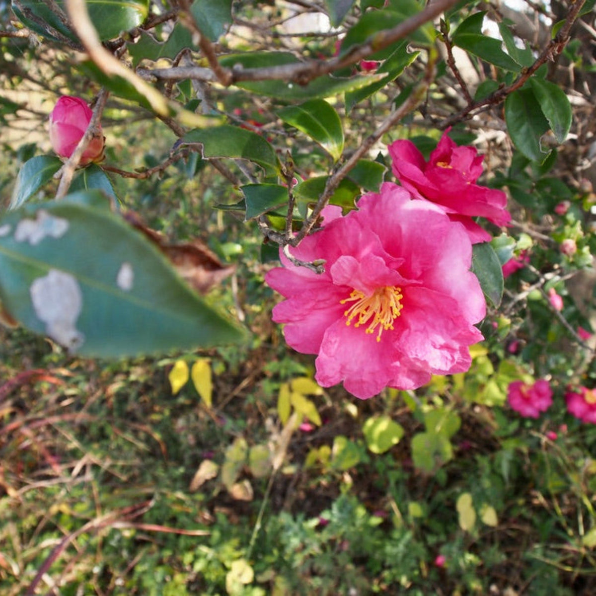 Low camellia with semi-double hot pink flowers and glossy leaves (view 2)