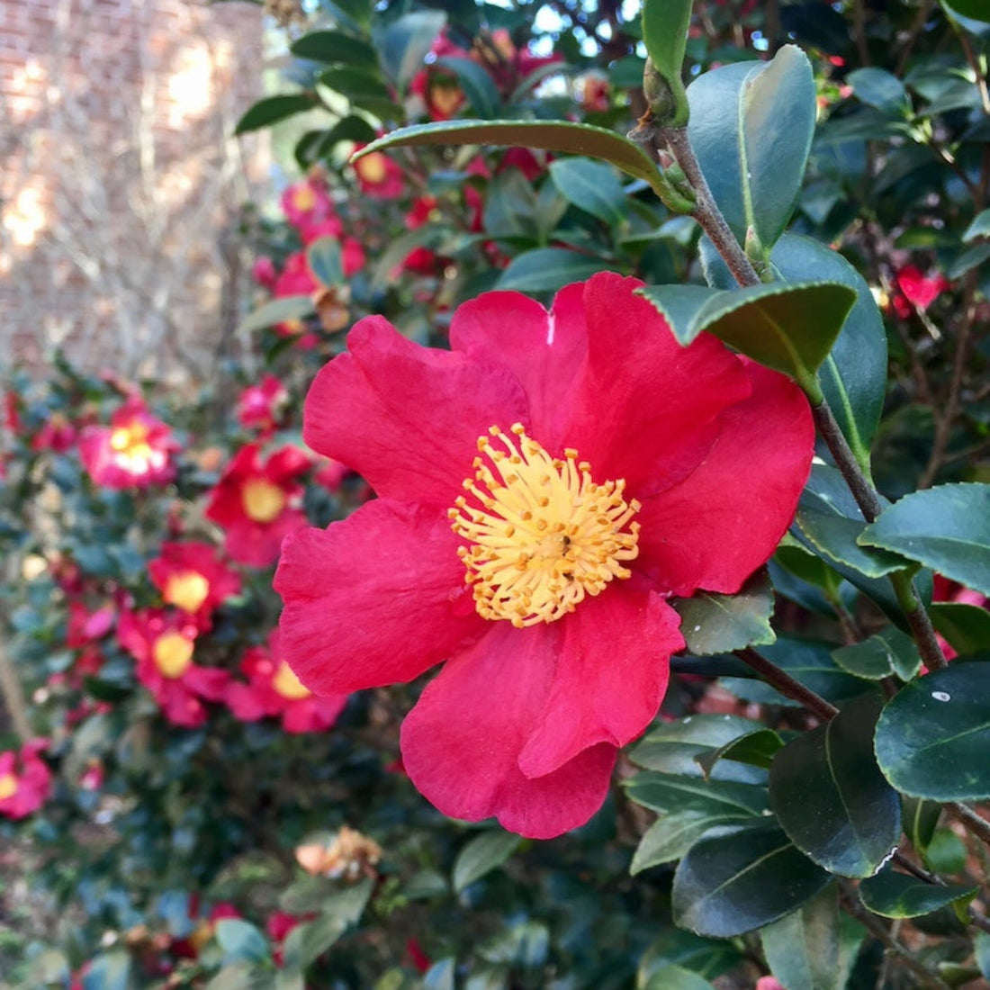 Camellia with single bright red flowers and yellow centers among glossy leaves
