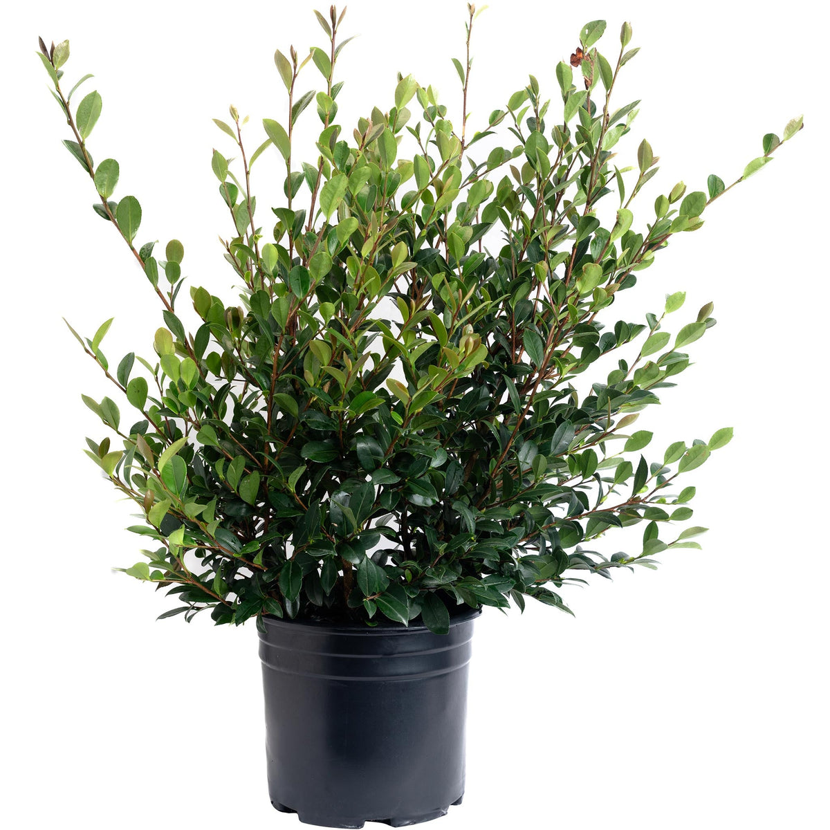 Camellia with single bright red flowers and yellow centers among glossy leaves (view 3)