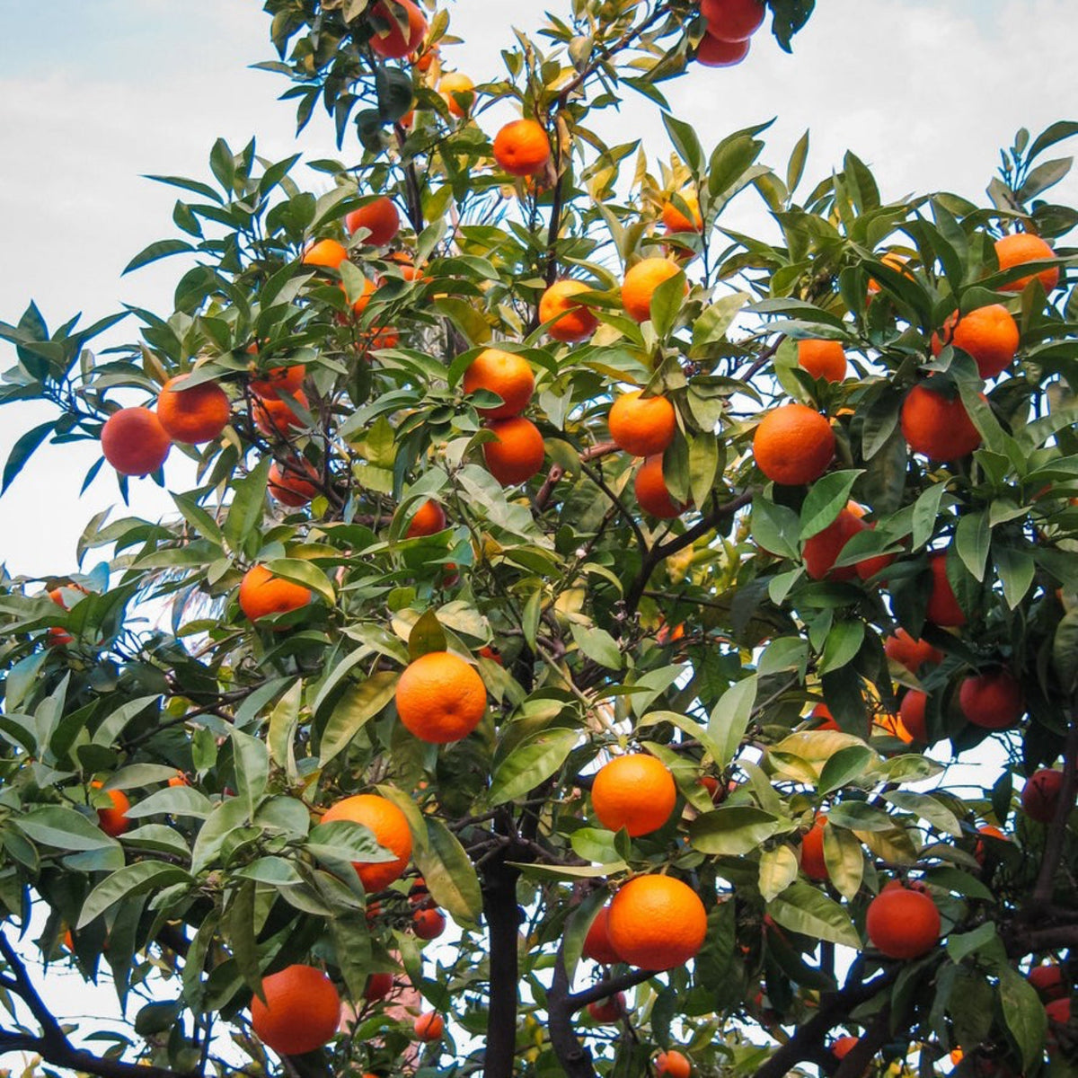 Halved Cara Cara orange showing pink-red flesh beside whole oranges (view 2)