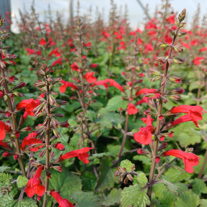 Cedar Sage 'Prairie Fire'