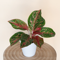 Chinese evergreen with glossy leaves flushed garnet red in the center and edged green