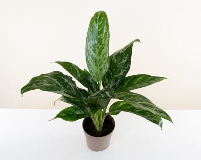 Chinese Evergreen 'Green Lady'