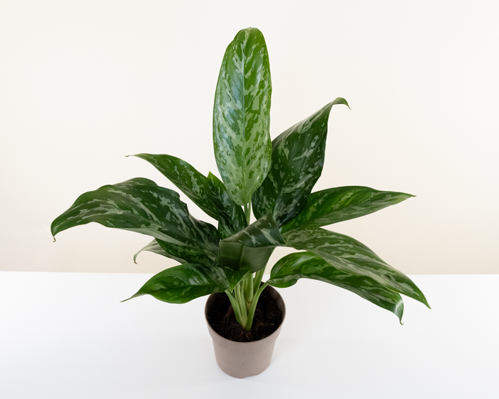Chinese Evergreen 'Green Lady'