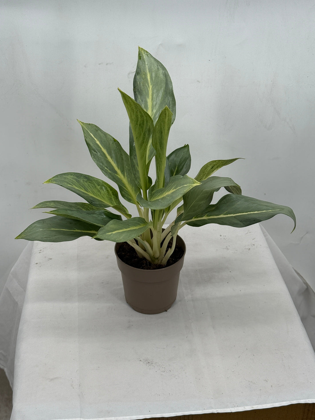 Chinese evergreen with pale silvery grey and mint leaves and cream stems