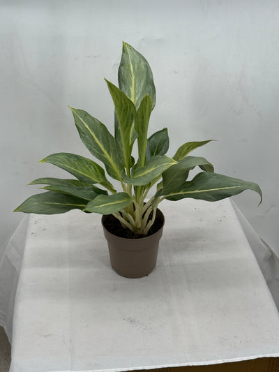 Chinese Evergreen 'Grey Ghost'