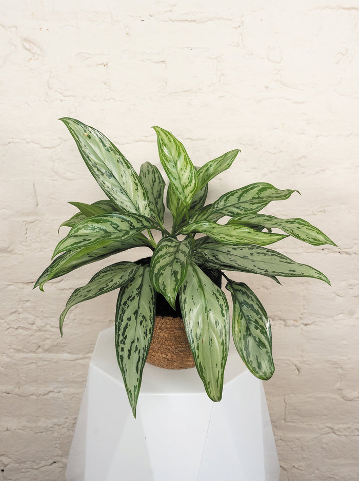 Chinese Evergreen 'Timeless Tides'