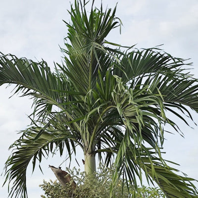 Christmas Palm