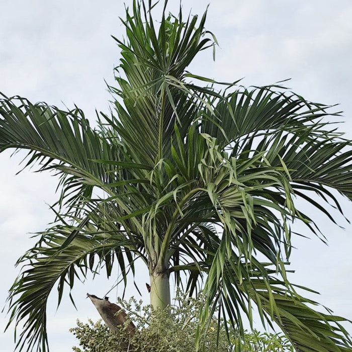 Christmas Palm