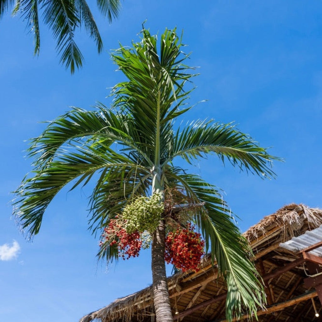 Slender palm with arching fronds and clusters of red fruit (view 2)