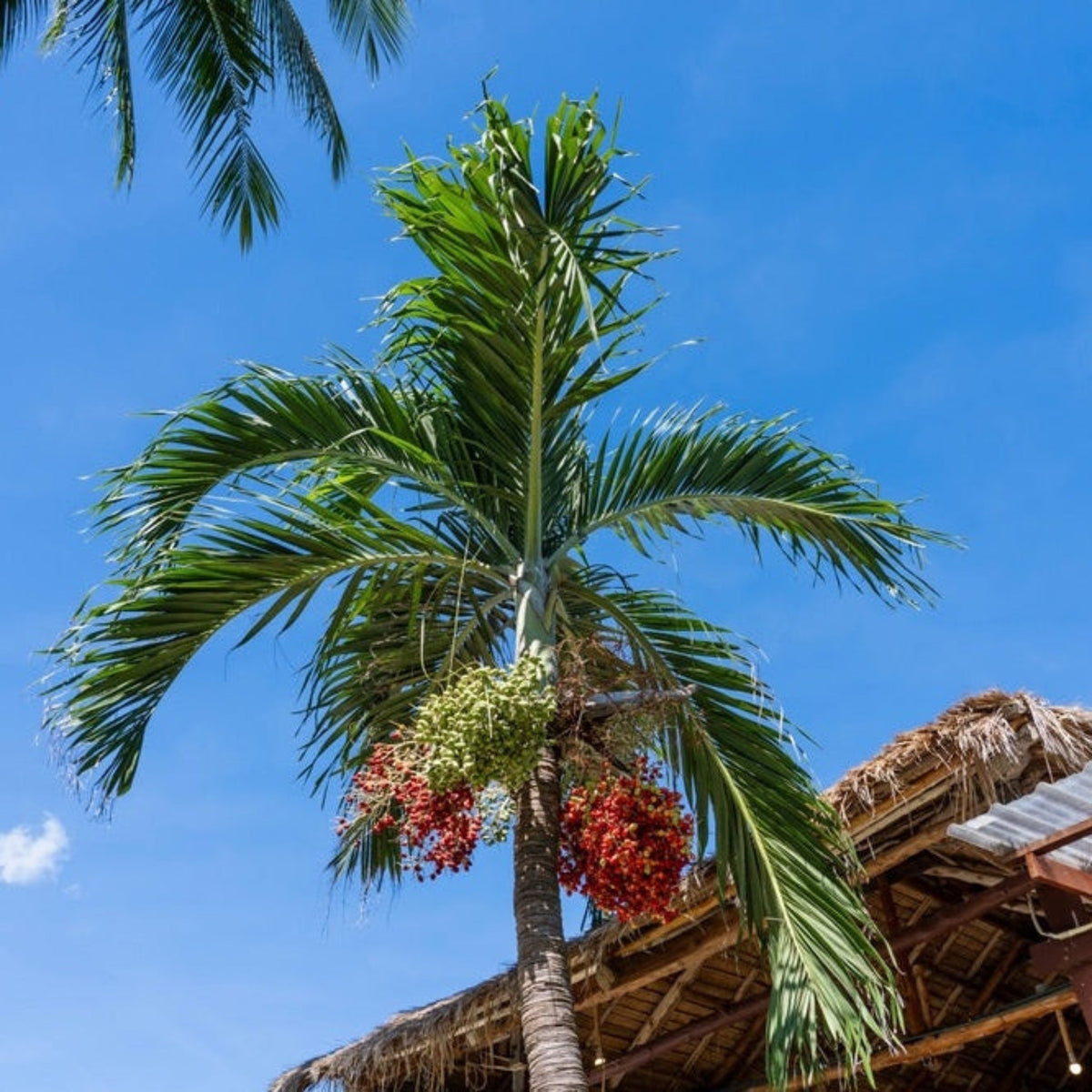Slender palm with arching fronds and clusters of red fruit (view 2)