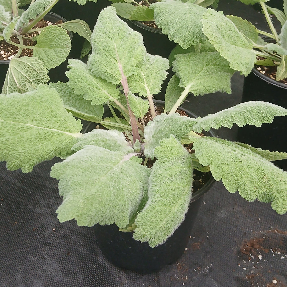Clary sage with tall spikes of papery pale pink and lilac bracts over large gray-green leaves