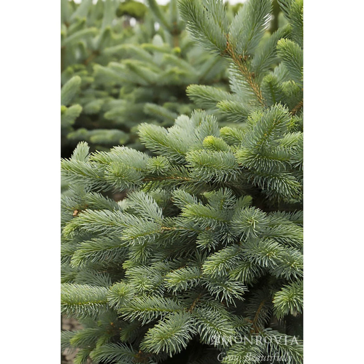 Young blue spruce with silver-blue needles in a pyramid shape