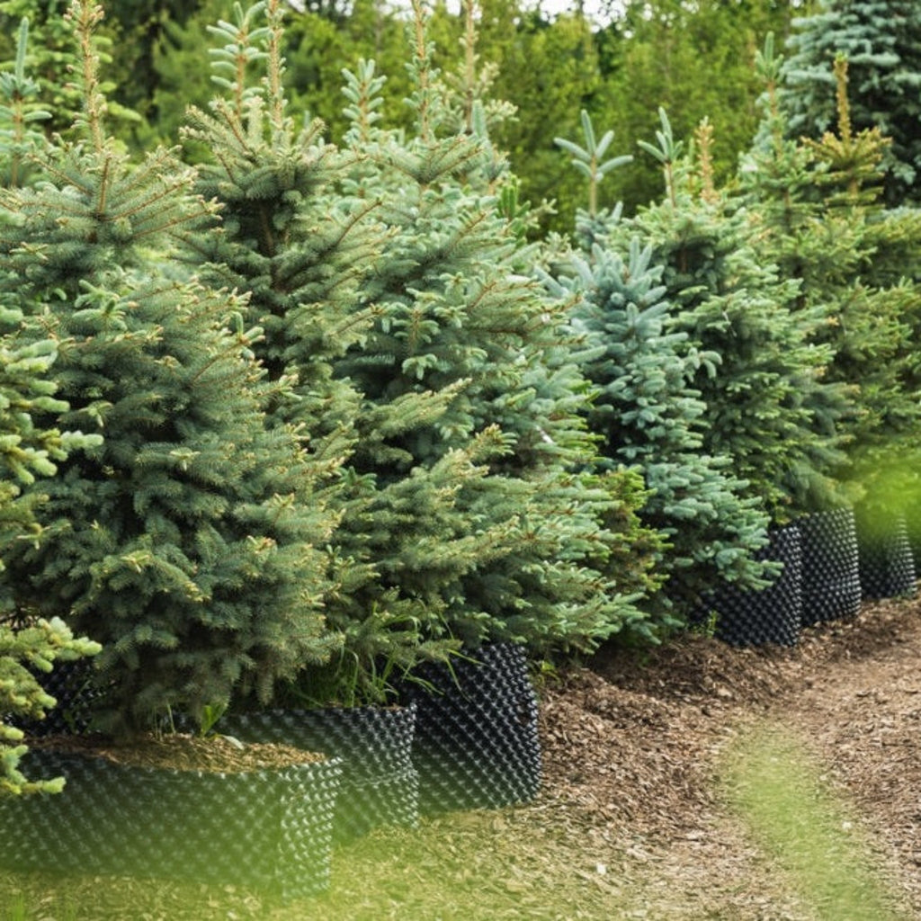 Young blue spruce with silver-blue needles in a pyramid shape (view 2)