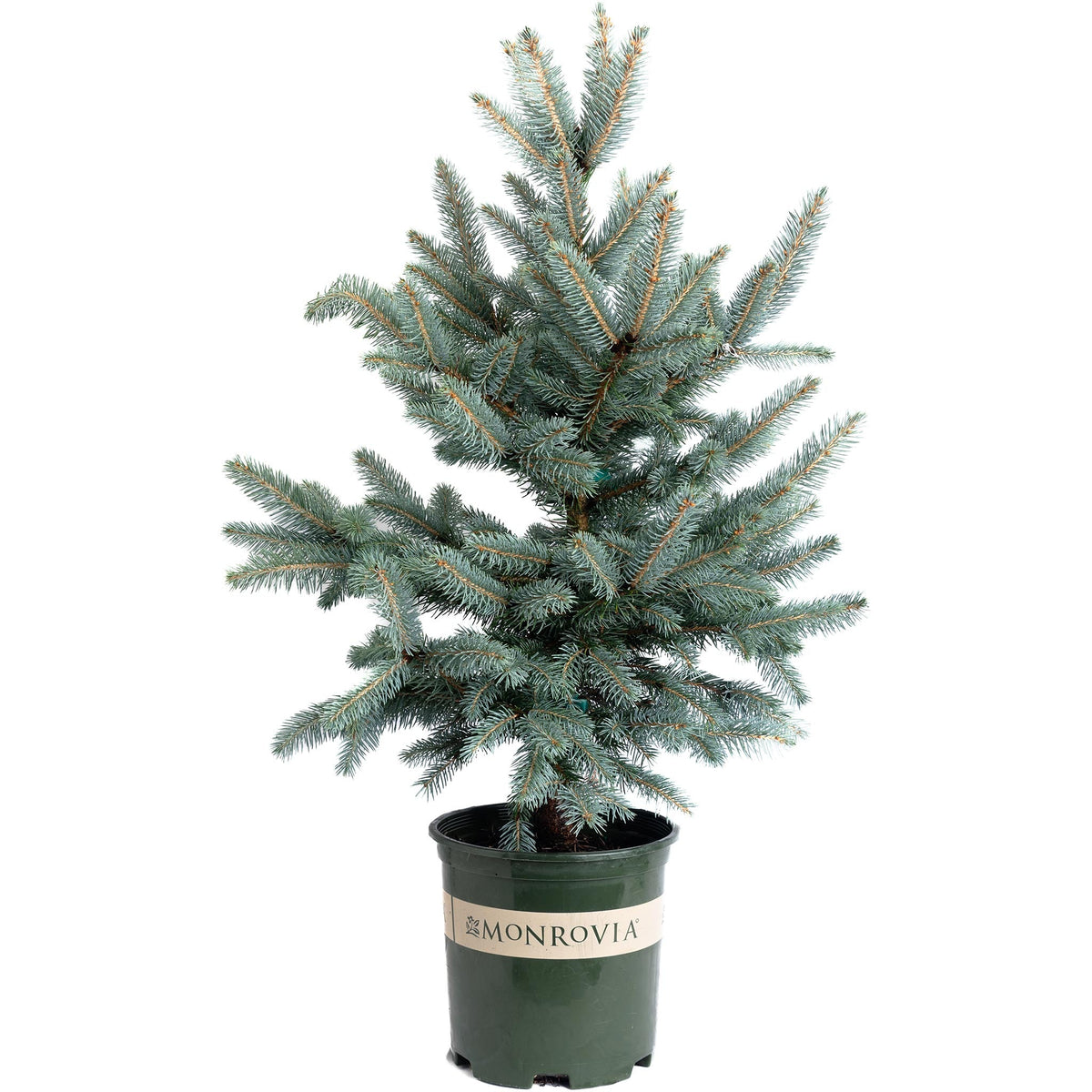 Young blue spruce with silver-blue needles in a pyramid shape (view 3)