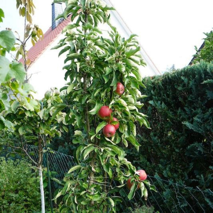 Columnar Apple 'Tasty Red'