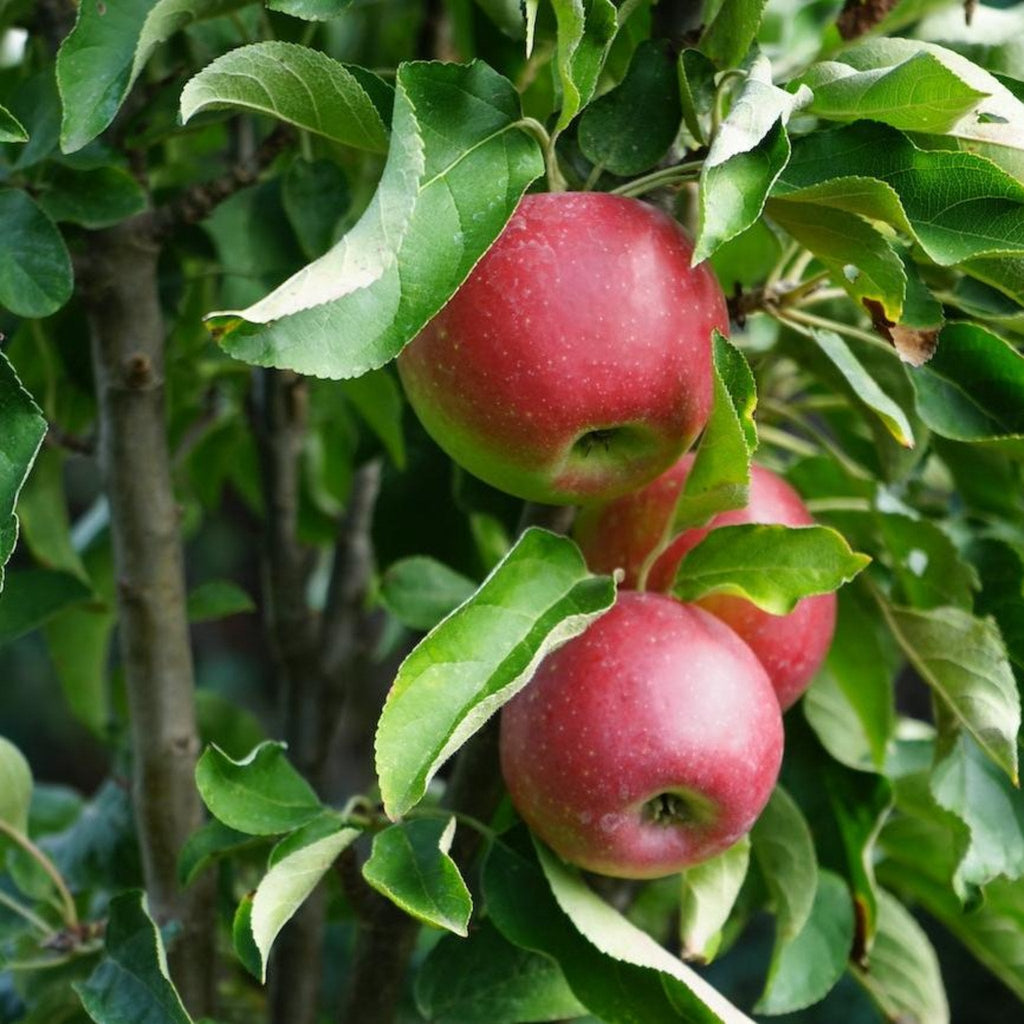 Narrow columnar apple tree with small red apples along the trunk (view 2)
