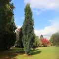 Narrow columnar oak tree with dense green leaves
