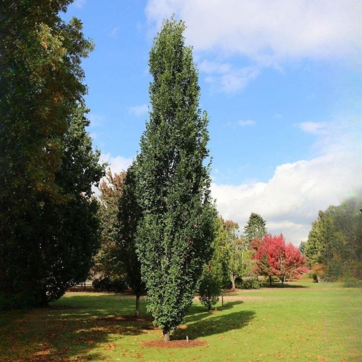 Narrow columnar oak tree with dense green leaves