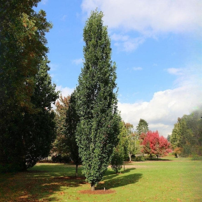 Columnar Oak 'Skinny Genes'
