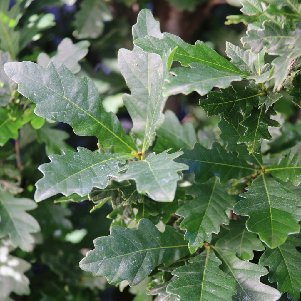 Narrow columnar oak tree with dense green leaves (view 2)