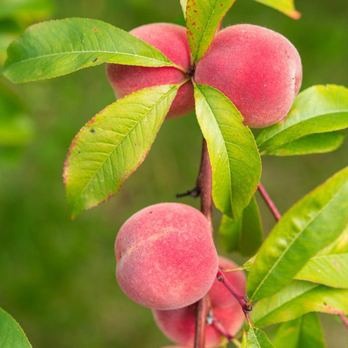 Columnar Peach 'Blushing Pearl'